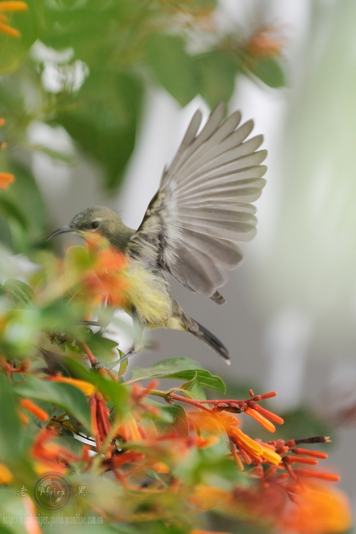 ̫() Beautiful Sunbird(female)