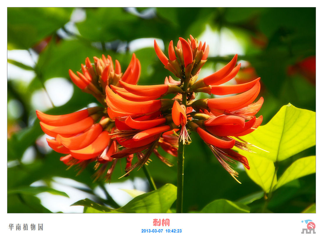 【刺桐攝影圖片】華南植物園生態攝影_太平洋電腦網攝影部落