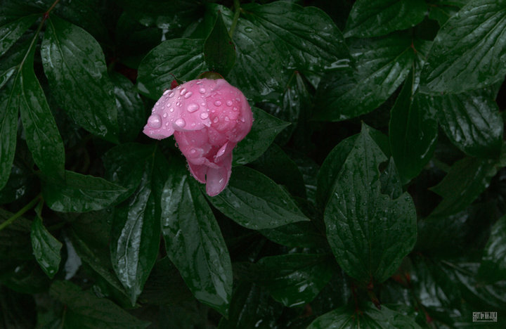 ˹