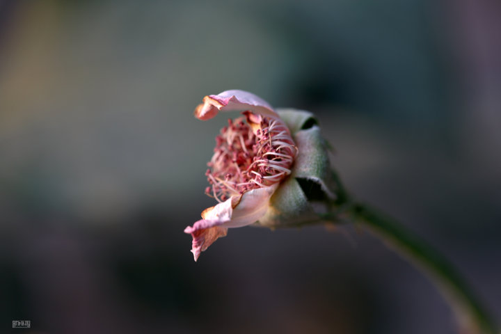 ˹