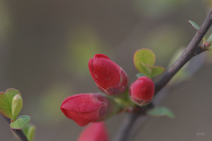 ˹