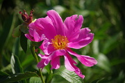 芍药
