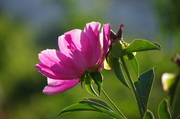 芍药