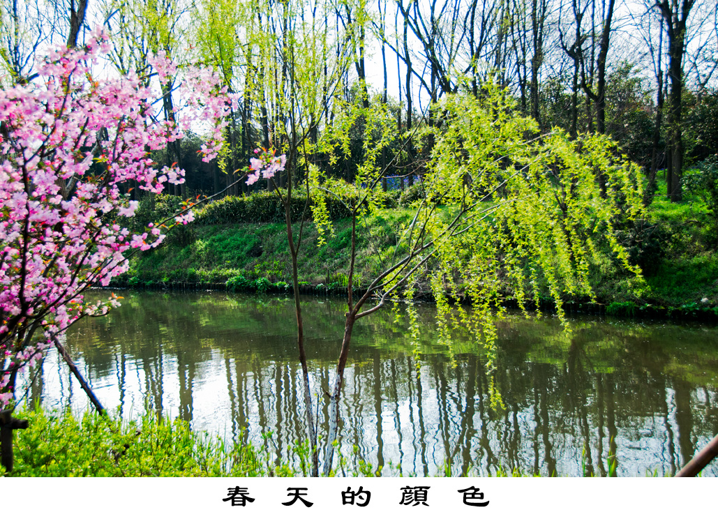 【春天的顏色攝影圖片】上海顧村公園生態攝影_太平洋電腦網攝影部落