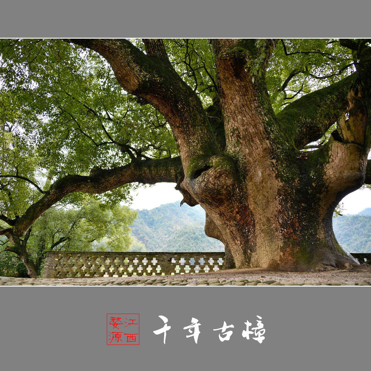 九江市市树图片