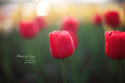 Tulips Life# layyʱ #
