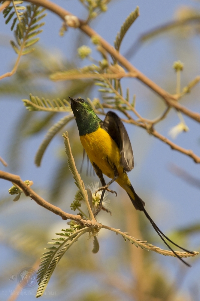 ̫ Orange Breasted Sunbird