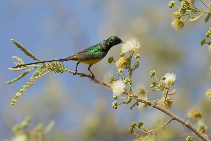 ̫ Orange Breasted Sunbird