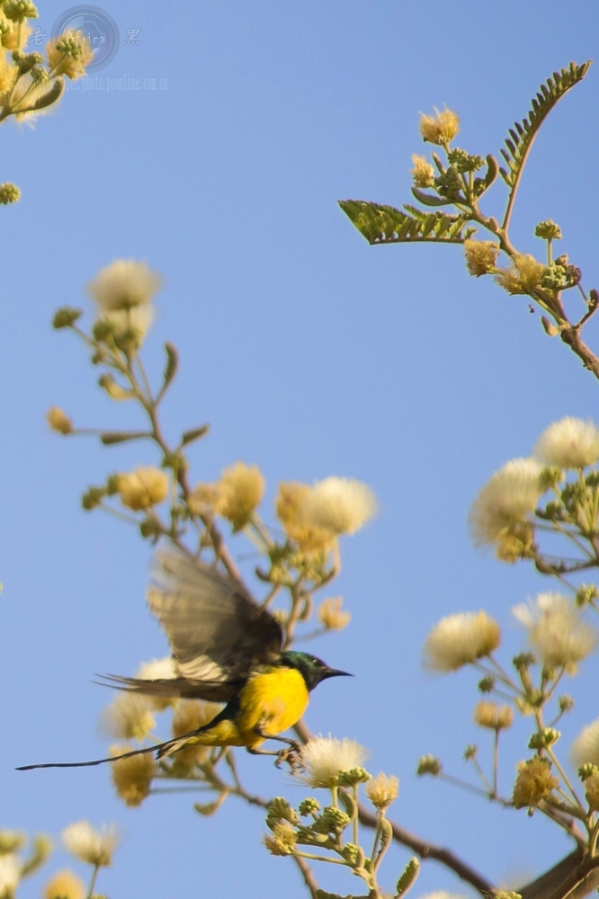 ̫ Orange Breasted Sunbird