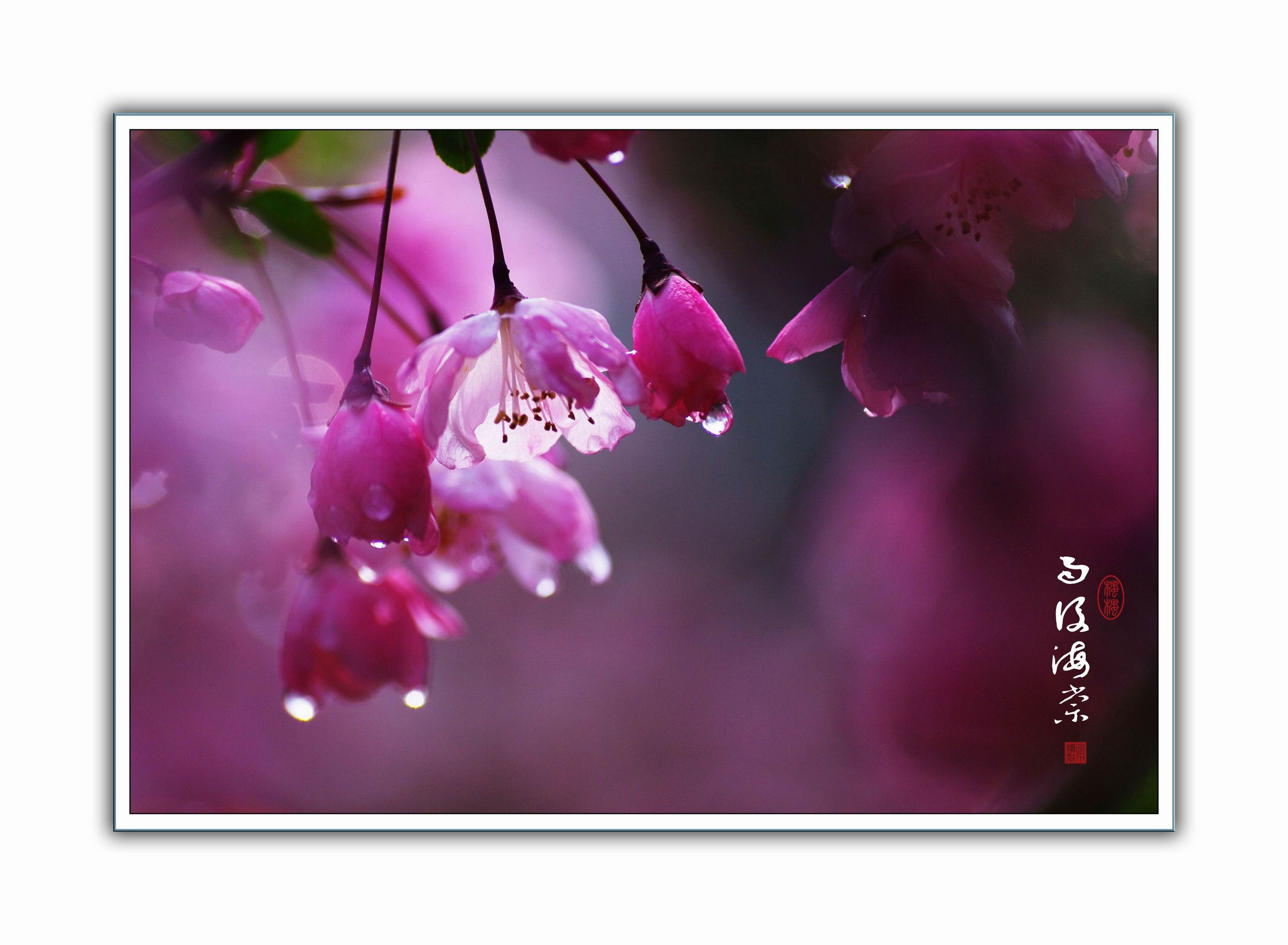 雨后海棠