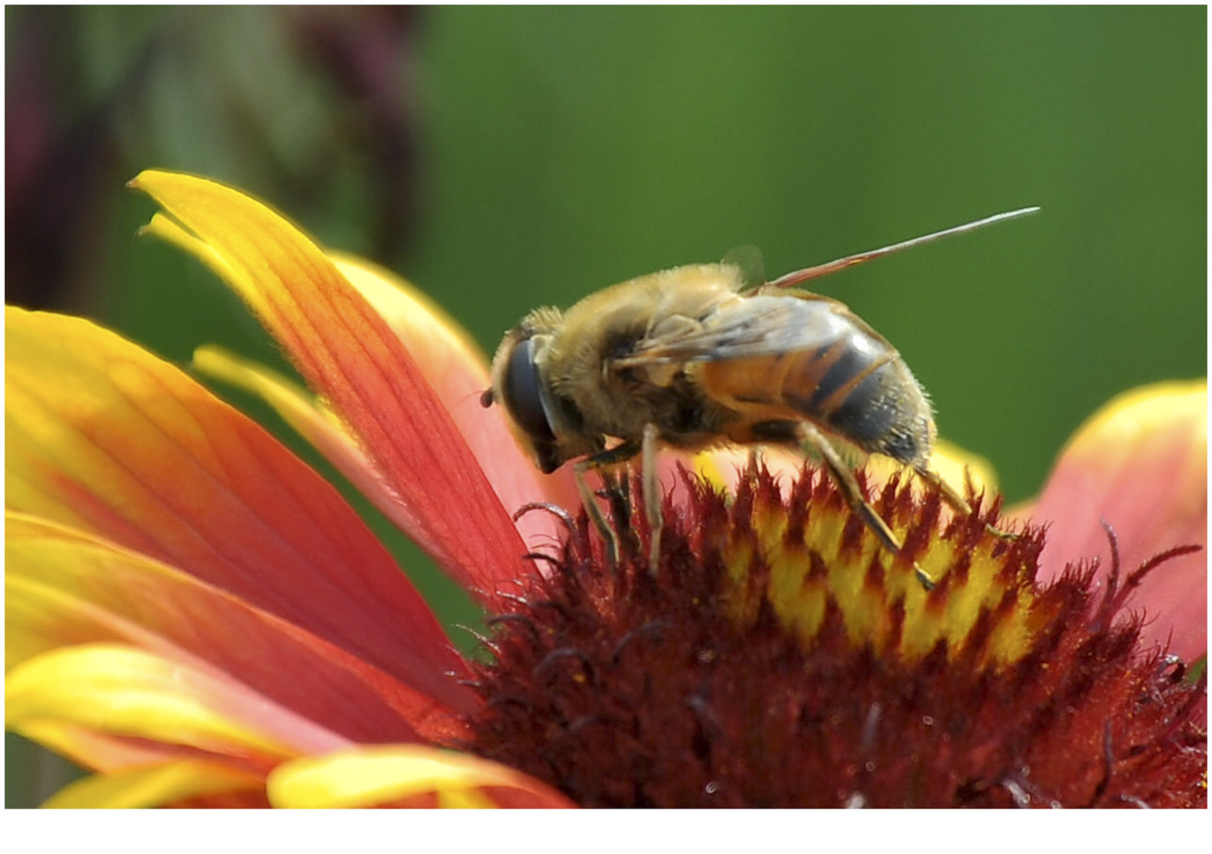 【蜂儿采蜜忙摄影图片】公园生态摄影_太平洋电脑网摄影部落