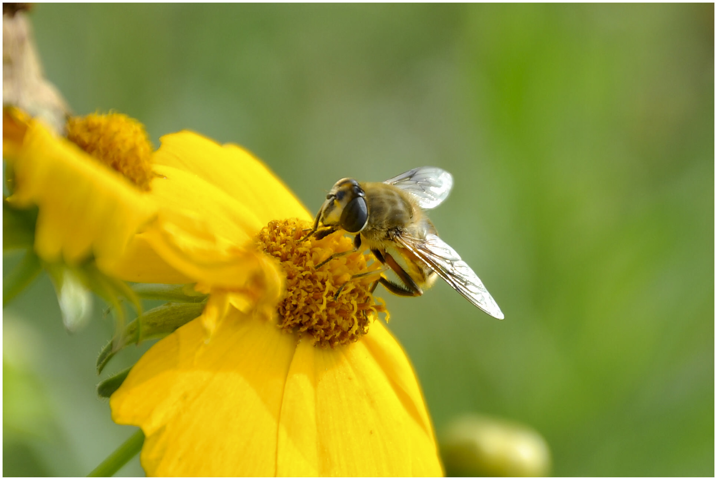 【蜂儿采蜜忙摄影图片】公园生态摄影_太平洋电脑网摄影部落