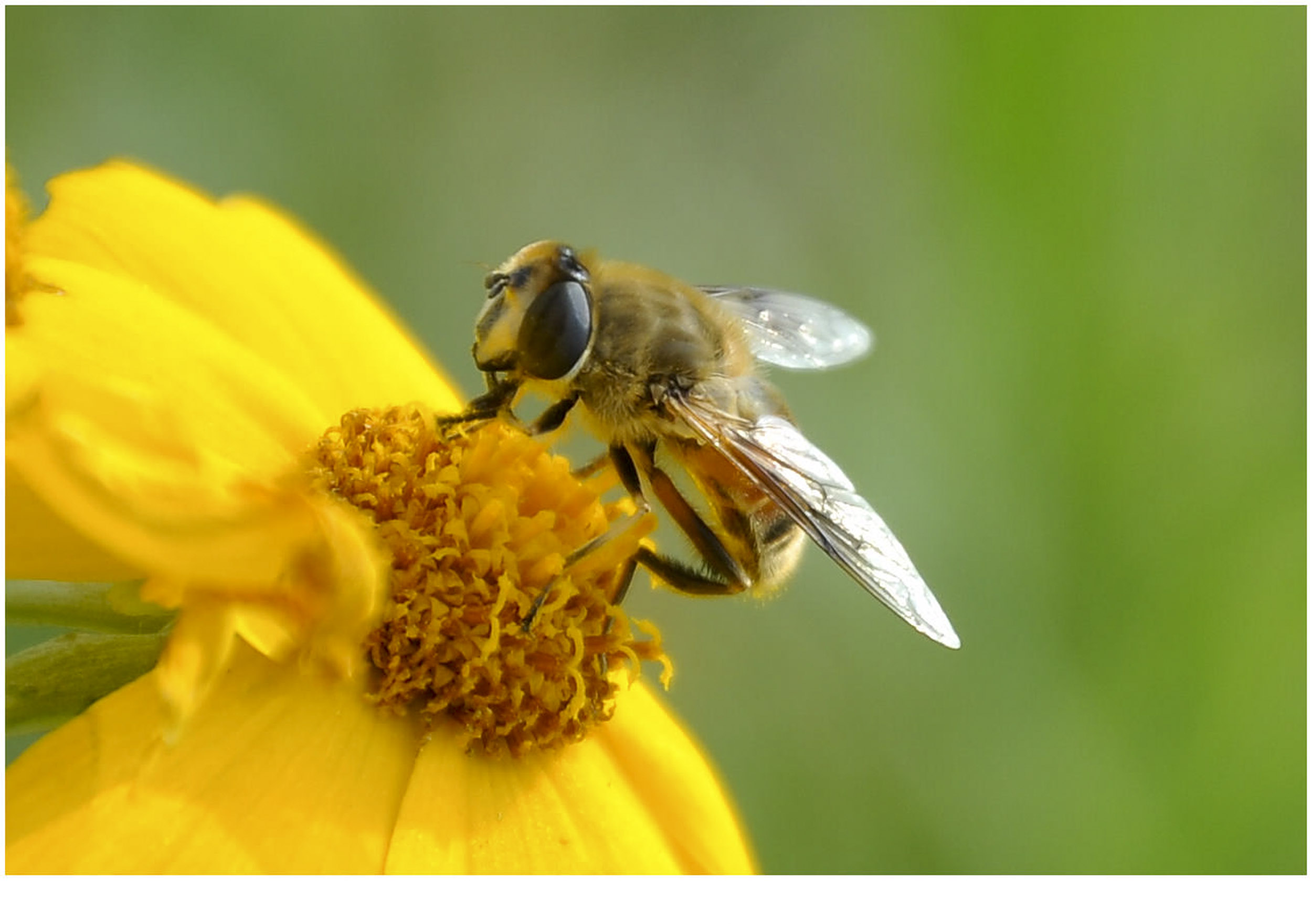 【蜂儿采蜜忙摄影图片】公园生态摄影_太平洋电脑网摄影部落