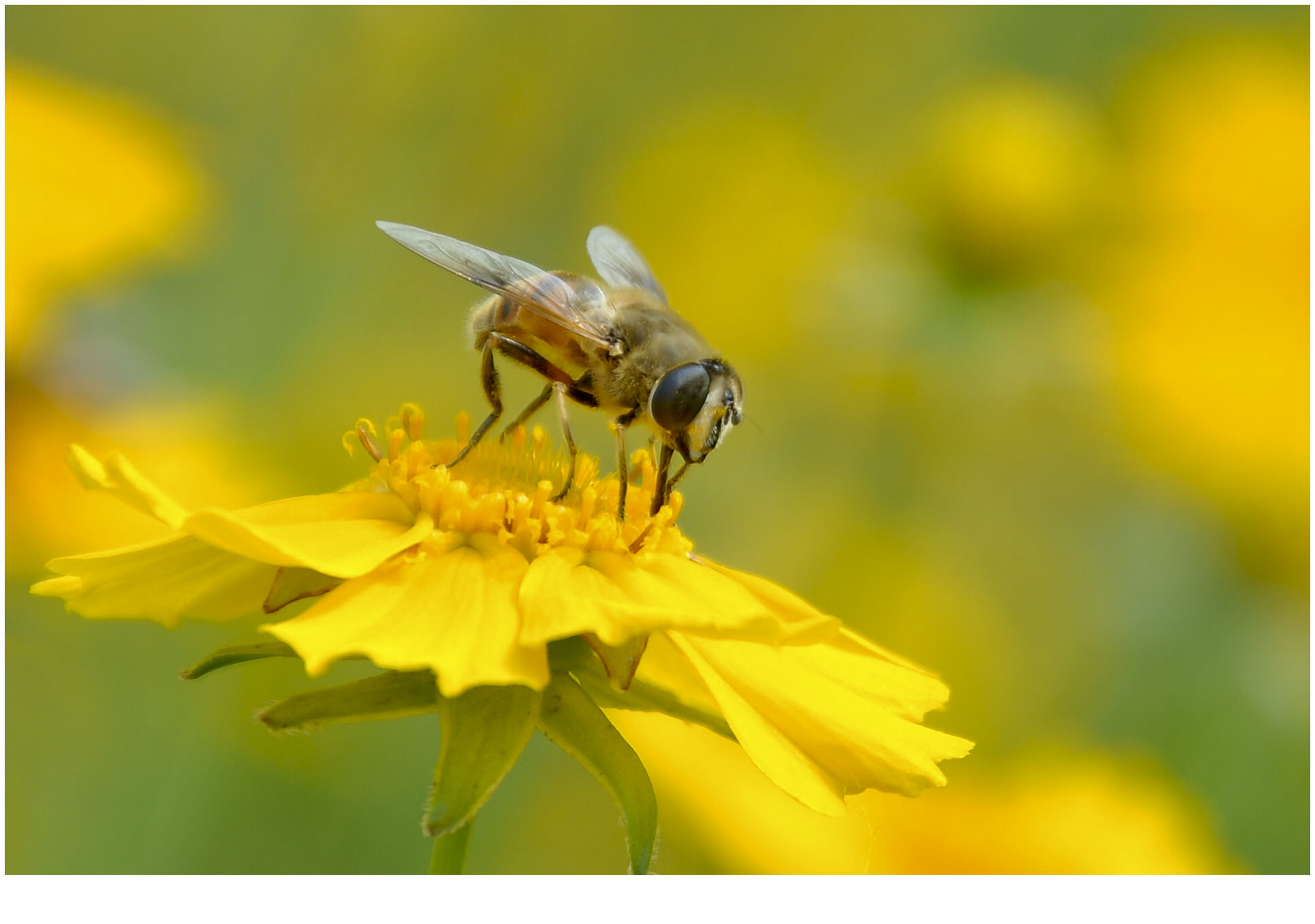 【蜂儿采蜜忙摄影图片】公园生态摄影_太平洋电脑网摄影部落