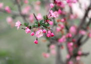妩媚海棠-校园花卉