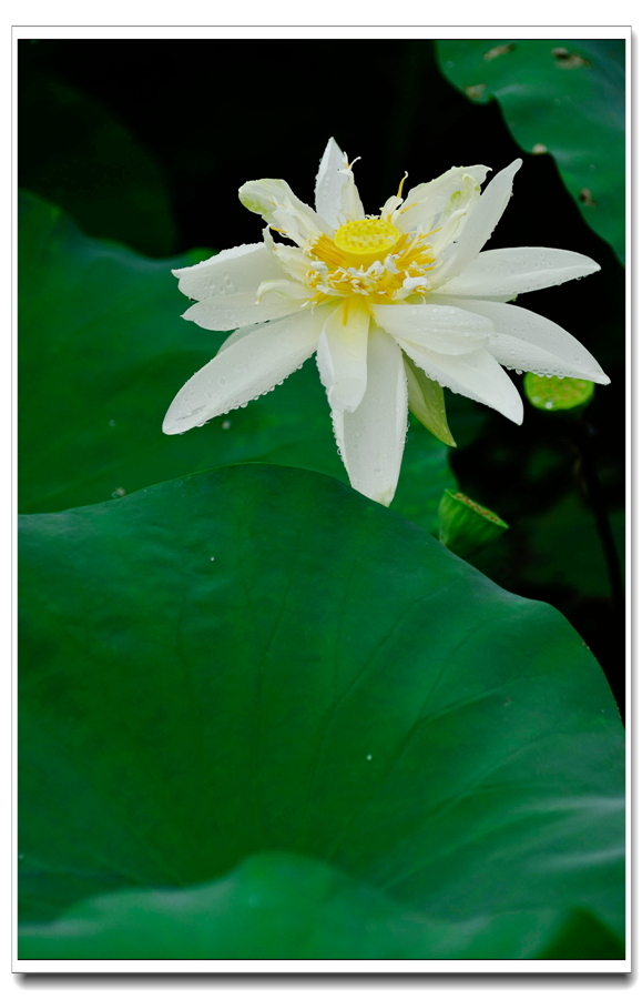 雨后荷花