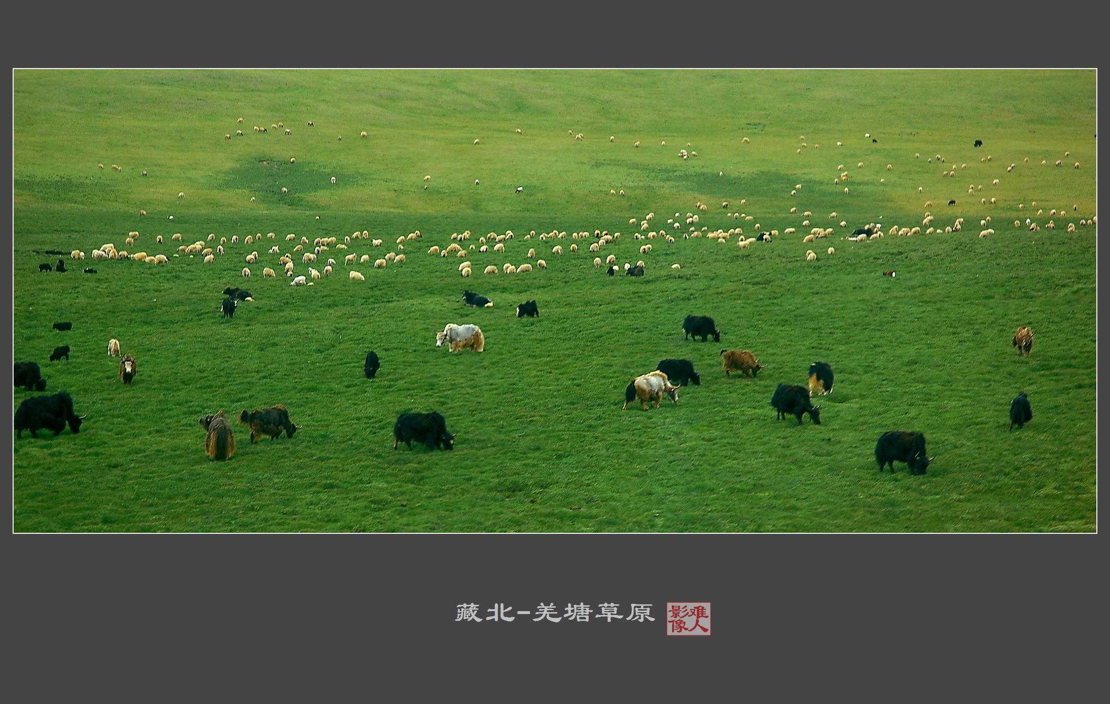 藏北-羌塘草原(2)