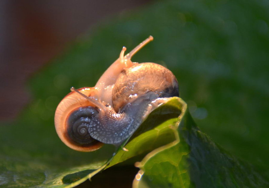 【蜗牛摄影图片】北京生态摄影_太平洋电脑网摄影部落