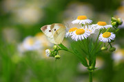 雏菊和粉蝶