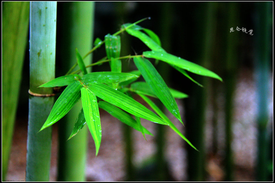 观赏竹子的品种配图图片