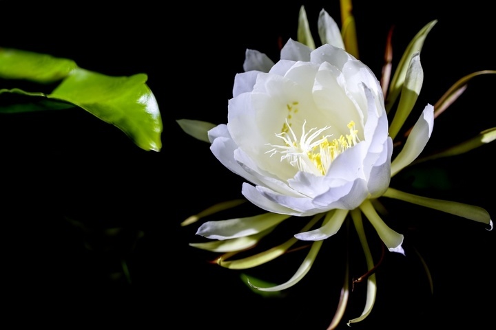 昙花一现的唯美句子(昙花一现的唯美句子英文)