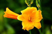 ƻƮ