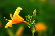 ƻƮ