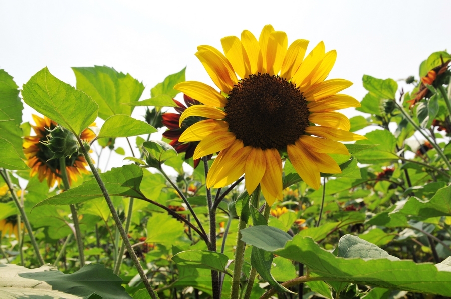 向陽花開