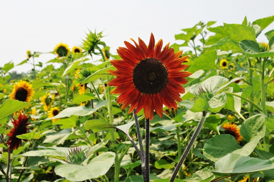 向陽花開