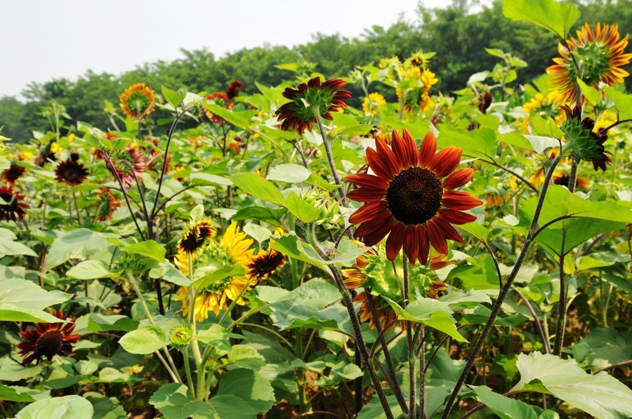 向陽花開