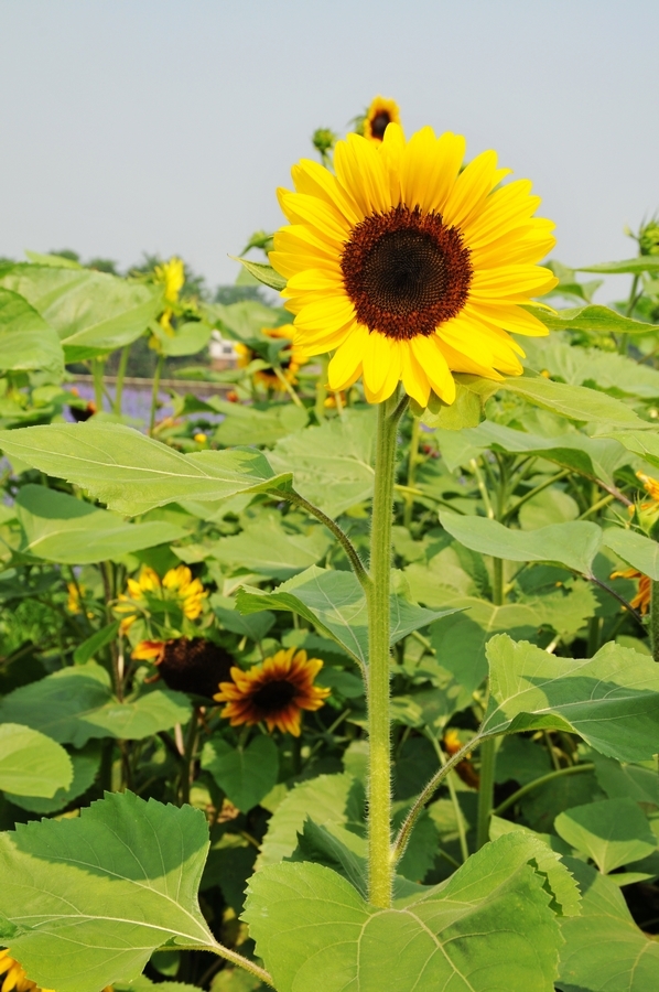 向陽花開