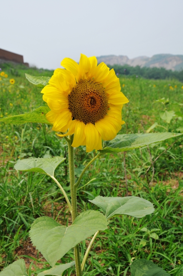 向陽花開