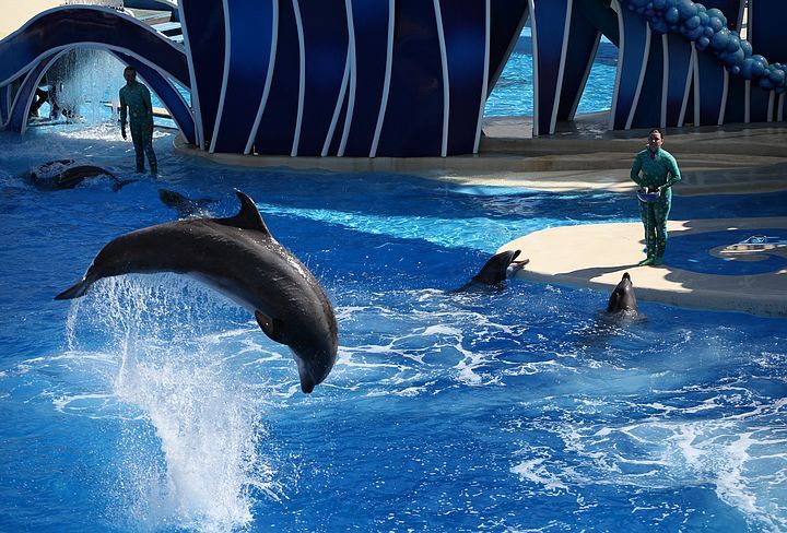 【海豚表演摄影图片】佛罗里达海洋公园生态摄影