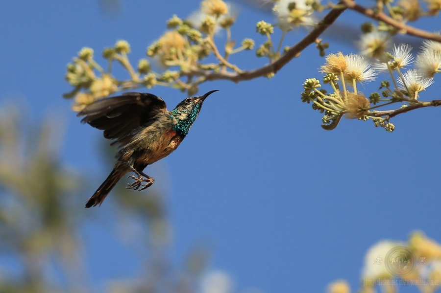 ̫ Mini Sunbird