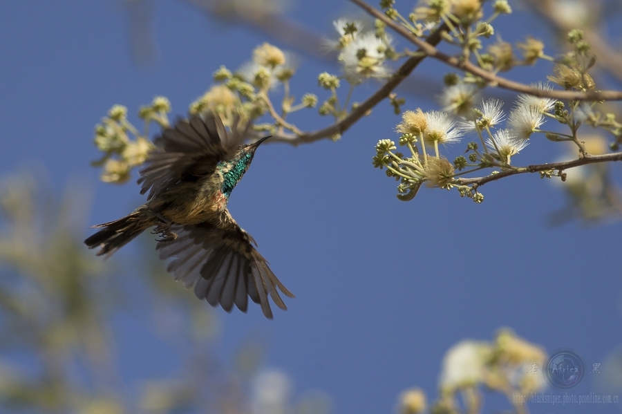 ̫ Mini Sunbird