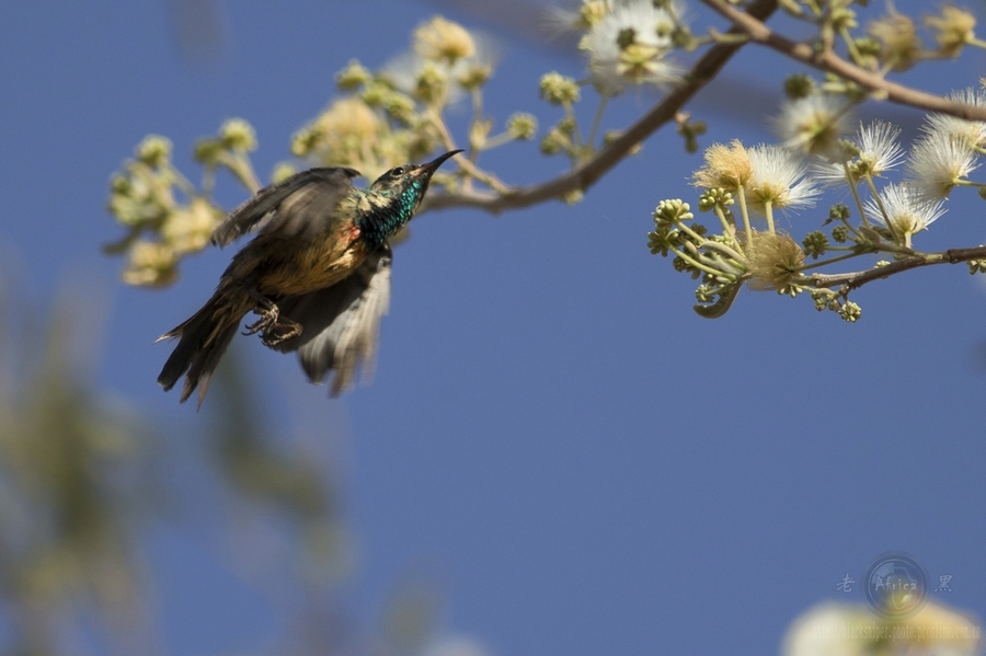 ̫ Mini Sunbird