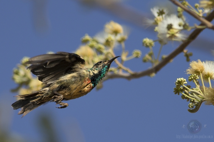 ̫ Mini Sunbird