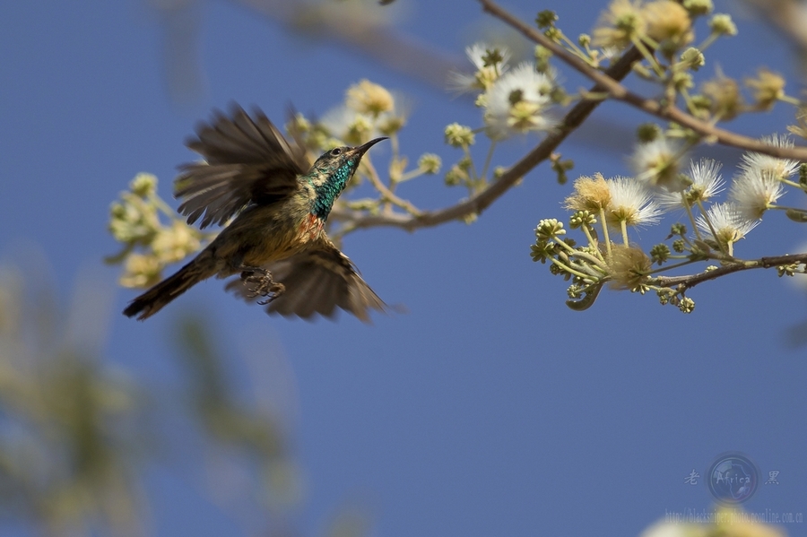 ̫ Mini Sunbird