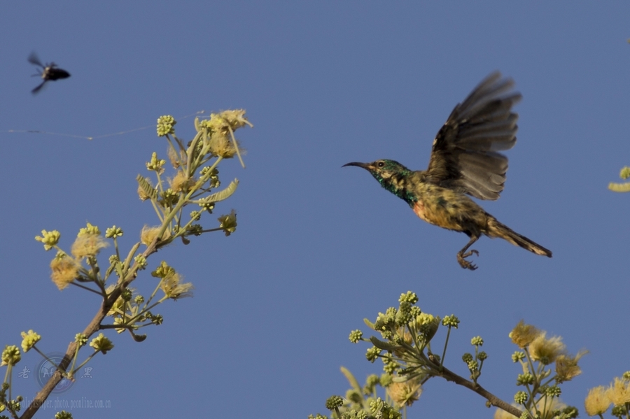 ̫ Mini Sunbird