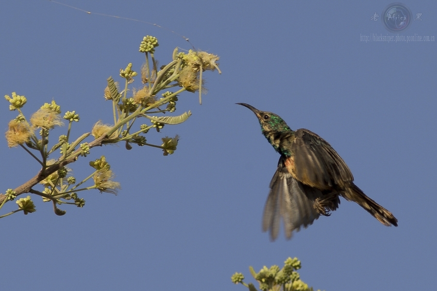 ̫ Mini Sunbird