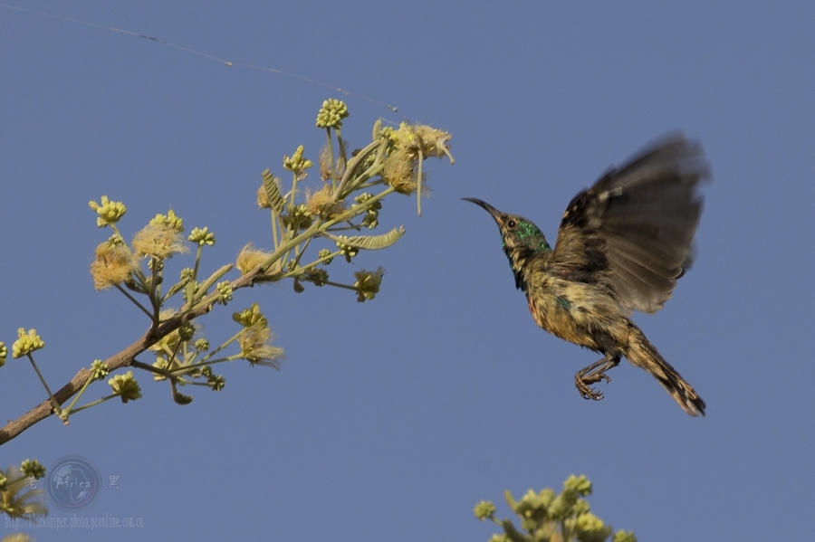 ̫ Mini Sunbird