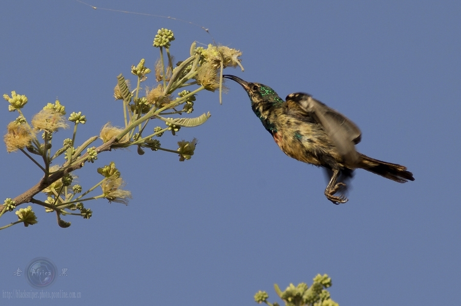 ̫ Mini Sunbird