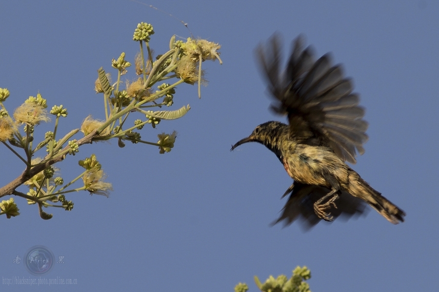 ̫ Mini Sunbird