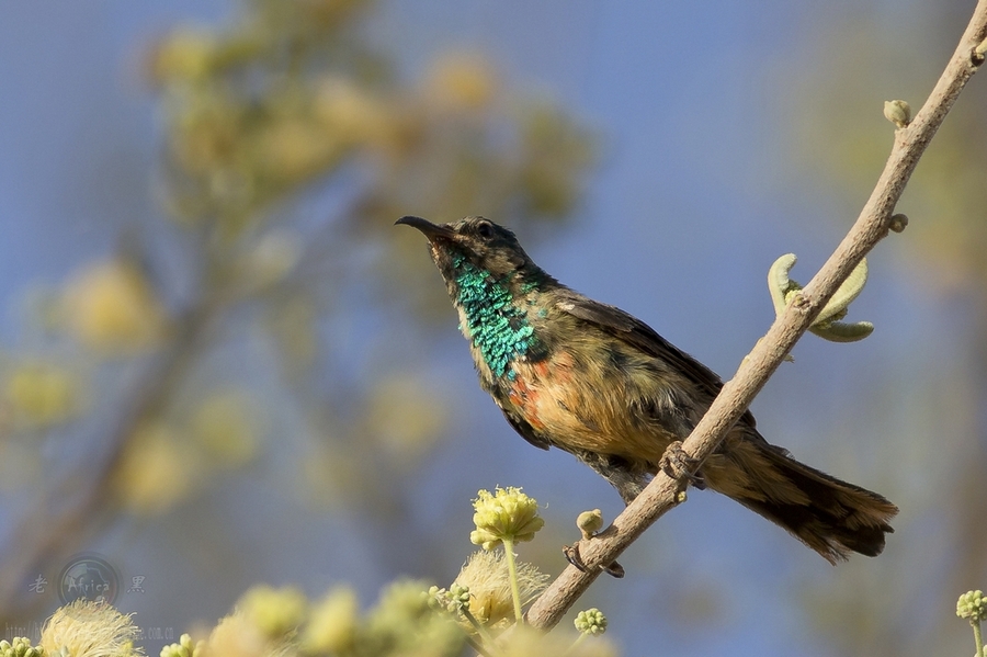 ̫ Mini Sunbird