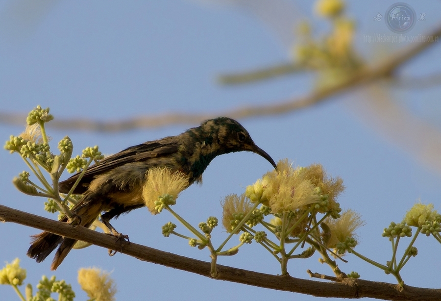 ̫ Mini Sunbird