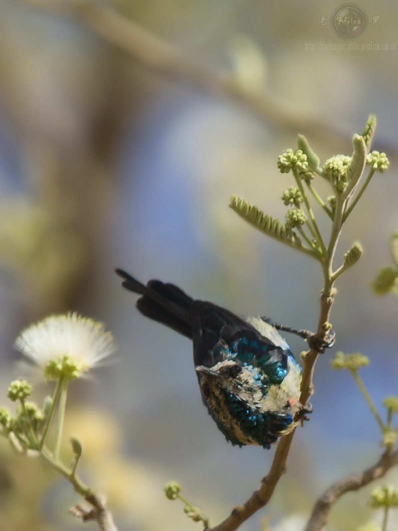 ̫ Mini Sunbird