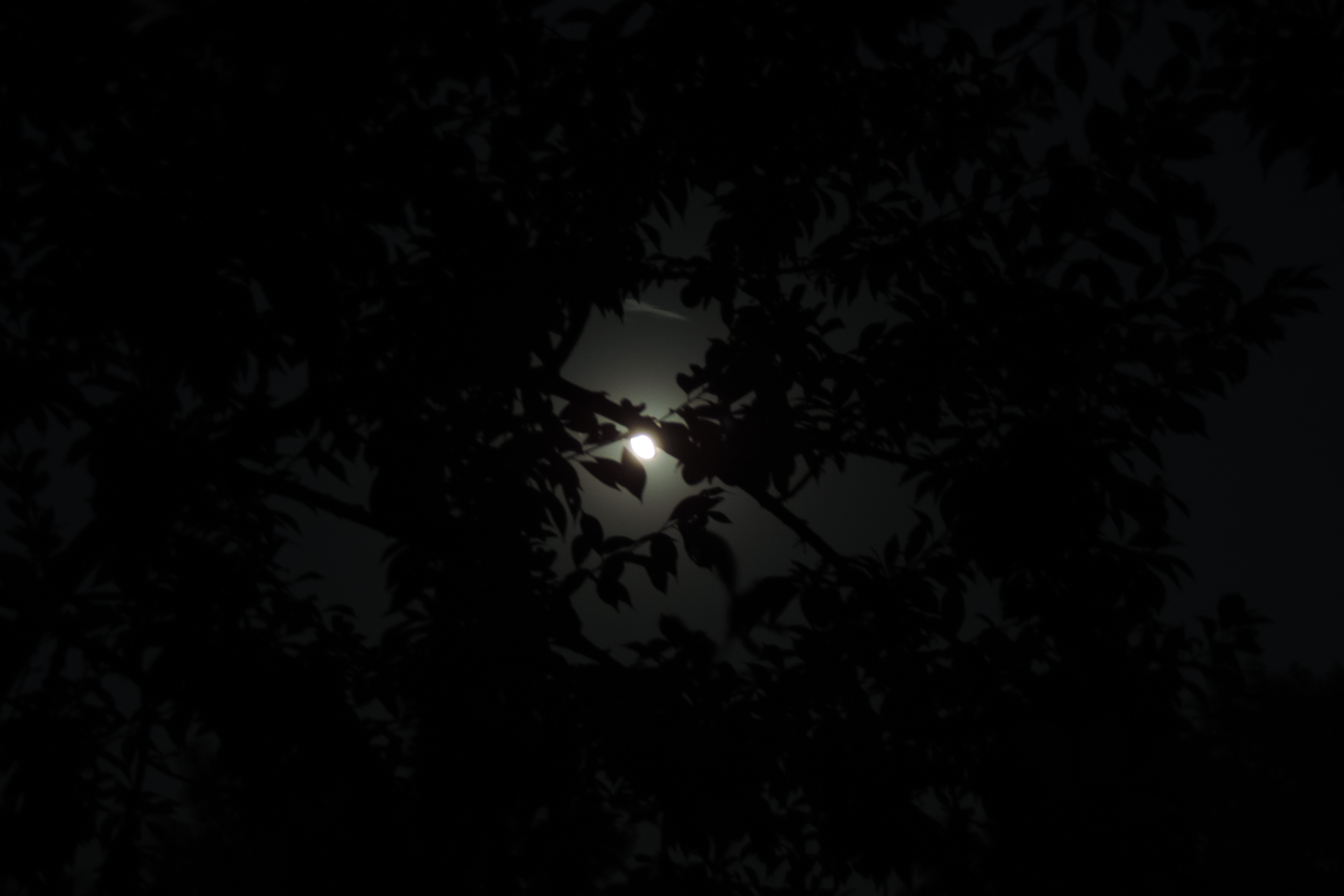 乡村夜晚月光图片