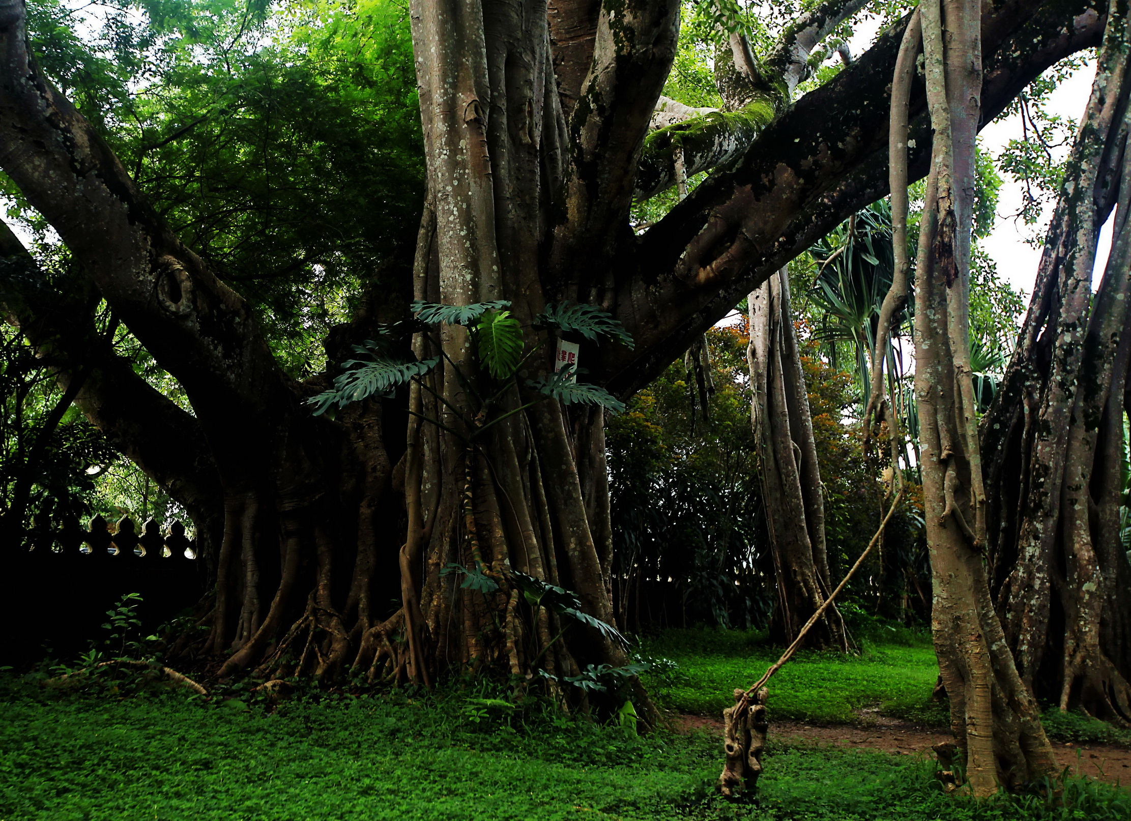 勐海独树成林图片