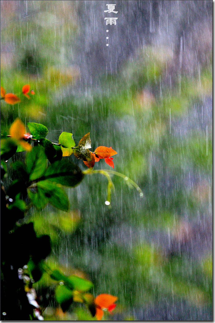 夏雨的图片唯美 雨景图片