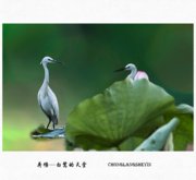 荷塘——白鹭的天堂